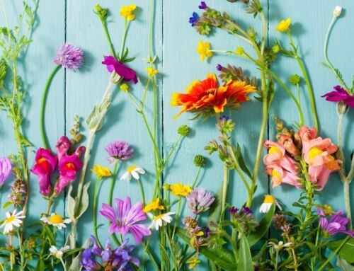 Call for Submissions: January edition of NEXT CHAPTER LITERARY MAGAZINE